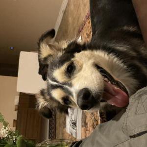 Lost Dog Chalooba