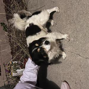Found Dog Unknown