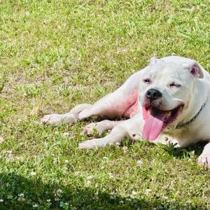 Lost Dog Reggie