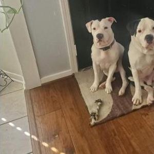 Lost Dog beau