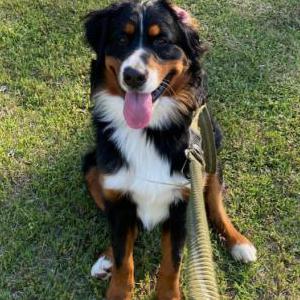 Lost Dog Finn