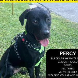 Lost Dog Percy