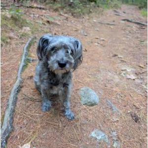 Lost Dog Juliet