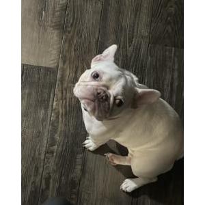 Lost Dog Zoey
