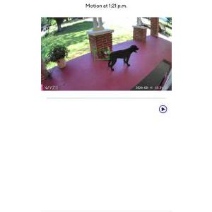 Lost Dog Merlin