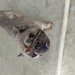 Found Dog Uknown