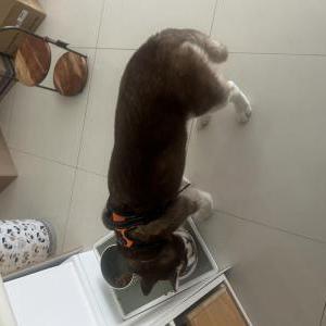 Lost Dog Mizu