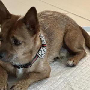 Found Dog Unknown