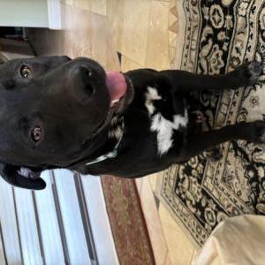 Found Dog Unknown
