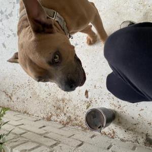 Found Dog Unknown