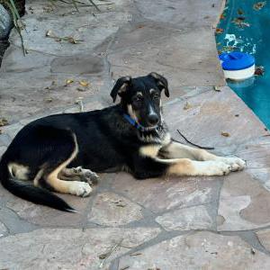 Lost Dog August