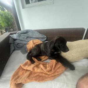Found Dog Unknown
