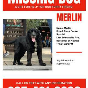 Lost Dog Merlin
