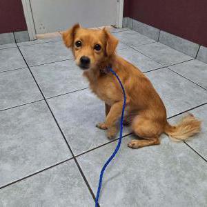 Found Dog Unknown