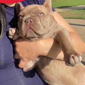 Lost Dog bruce