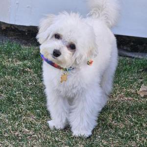 Lost Dog Hank