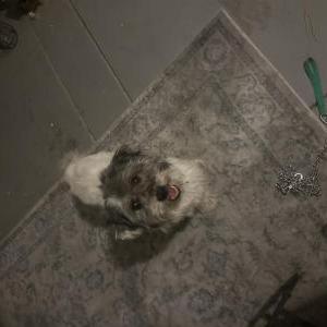 Found Dog Unknown