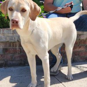 Found Dog Unknown