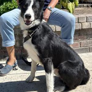 Found Dog Unknown