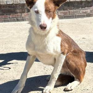 Found Dog Unknown