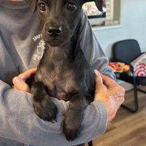 Found Dog Unknown