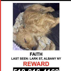 Lost Dog FAITH