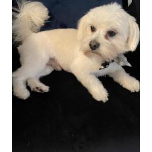 Lost Dog Bentley