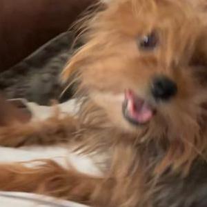 Lost Dog Princeton