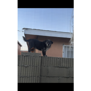 Lost Dog Mickey