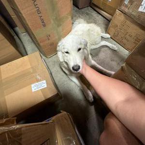 Found Dog NONE