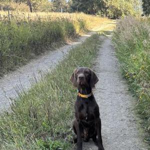Lost Dog Rut