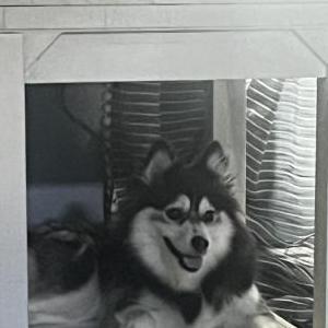 Lost Dog Freya