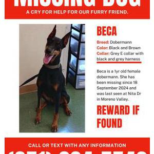Lost Dog Beca