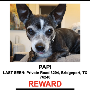 Lost Dog PAPI