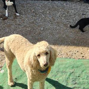 Lost Dog Fredericka Marie