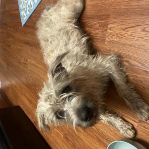 Found Dog Unknown
