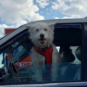 Lost Dog Polvo