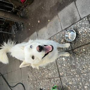 Found Dog Unknown