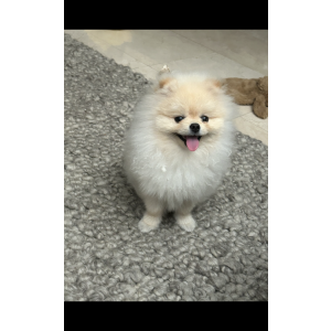Lost Dog Ricky