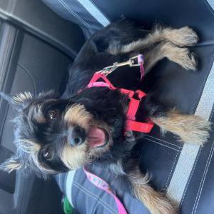 Lost Dog Mila