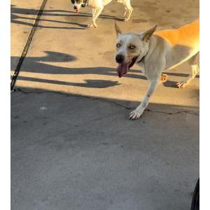 Found Dog Unsure