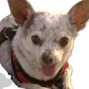 Lost Dog Maisey