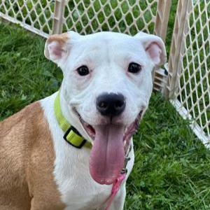 Lost Dog Luna