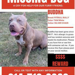 Lost Dog Buddha