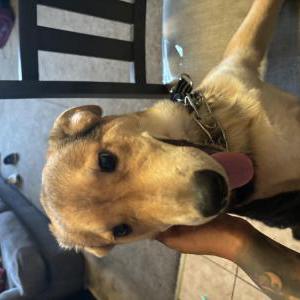 Lost Dog Rex