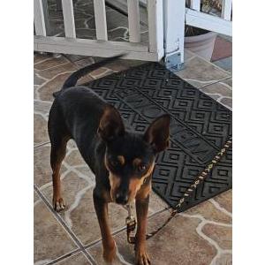 Found Dog Unknown