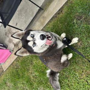 Found Dog Unknown