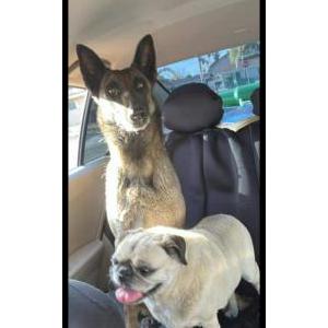 Lost Dog Bella