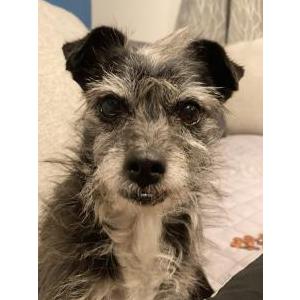 Lost Dog Guantes