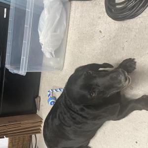 Found Dog Unknown